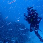 水納島の魚影が爆発！　　ダイブナッツブログ