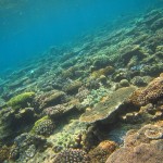 水納島に鬼退治＆ゴリラチョップで南国のクリオネと・・・