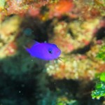 万座でマクロ寄り☆　　　ダイブナッツブログ