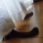 水納島でダイビング＆船上で花火鑑賞♪　　　　ダイブナッツブログ