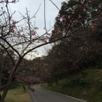日本一早い桜☆　　　ダイブナッツブログ