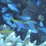 今日も水納島三昧♪　　ダイブナッツブログ