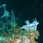 沖縄生物図鑑をもう少し改善していきます！！　　　ダイブナッツブログ
