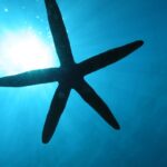 午前も午後も水納島でナイスダイブ過ぎる１日☆　　ダイブナッツ