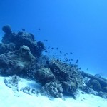 水納島やエモンズちゃん☆　　　ダイブナッツブログ