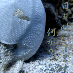 魚と珊瑚パラダイス過ぎる水納島☆　　ダイブナッツブログ