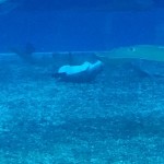 美ら海のホオジロザメ＆ショップの外をちょこっと改造計画　　　ダイブナッツブログ