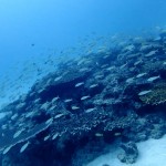 水納島が熱くなってきました！！　　ダイブナッツブログ