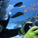 本日マンツーマンで水納島ダイビング♪　　ダイブナッツブログ