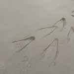 アツシさんと愉快なウミウシ達　　　ダイブナッツブログ
