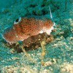 ゴリラチョップのエモってるやつ ダイブナッツブログ