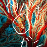 本日も小さい系生物と戯れダイビング☆　　　ダイブナッツブログ