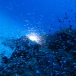 粟国からの水納島ダイビング☆ ダイブナッツブログ