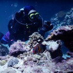 沖縄到着後でも潜れるんです！　　ダイブナッツブログ