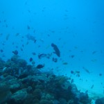 ボートも海も貸し切り状態！？　　　ダイブナッツブログ