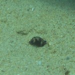 ゴリラチョップ沖の根に行ってみた。　　　ダイブナッツブログ