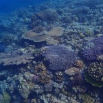 水面を散歩してまいりました！　　　ダイブナッツブログ