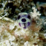 瀬底島を北を攻める！　　　ダイブナッツブログ