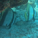 嵐の前の静けさか？エモンズ&水納島　　　ダイブナッツブログ
