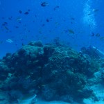 透明度良好な水納島☆　　　ダイブナッツブログ