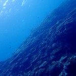 万座の浅場をまったりダイブ♪　　　ダイブナッツブログ