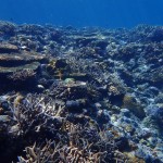 まった～りな水納島☆　　　ダイブナッツ