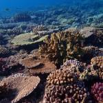 水納島でシュノーケル三昧☆　　　ダイブナッツブログ