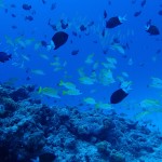 えっ！船長、水納島行けるんですか！？　　　ダイブナッツブログ