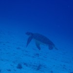 水納島を見て秋を感じた日のダイビング　　　ダイブナッツブログ