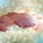 砂地に地形にトウアカに☆　　ダイブナッツブログ