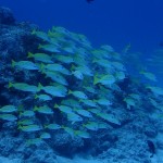 夏と錯覚しちゃうじゃないかこんな日は　　　ダイブナッツブログ