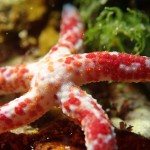 映える生き物を求めて・・・インスタグラマー系ダイバーの場合 ダイブナッツブログ