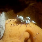 カメラが水没したその日の夜は、ハウジングをしっかり乾かしましょう　　　　ﾊﾘｾﾝﾎﾞﾝ　　　ダイブナッツブログ