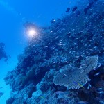 水納島は秋でも魚がわんさかやで〜！　　　ダイブナッツブログ