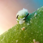 地形だけじゃない万座のPT　　　ダイブナッツブログ