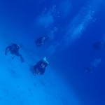 これぞナッツ。メンズ祭り開催。　　　ダイブナッツブログ