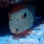 水納島と瀬底島でまったりマクロな予定がワイドも楽しめた１日☆　　　ダイブナッツブログ