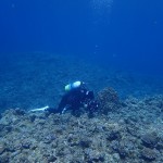 ぐーるぐる回る風が回る　　　ダイブナッツブログ