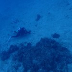 カメ三昧コース☆　　ダイブナッツブログ