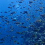 波高めでも良いお天気☆　　ダイブナッツブログ