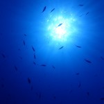 イタル兄さんとマクロダイビング☆　　ダイブナッツブログ