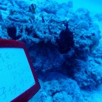 カエルアンコウとしては大きいけど、オオモンカエルアンコウとしては小さめなオオモンカエルアンコウ　　　ダイブナッツブログ