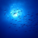 グルクン愛を語る　　　　　ダイブナッツブログ