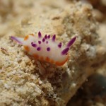 マクロな可愛い生物たち☆　　ダイブナッツブログ