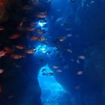 瀬底島で地系と可愛い生物に癒やされる☆　　　ダイブナッツブログ