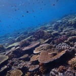 水納島のサンゴがキレイすぎる☆　　ダイブナッツブログ