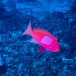 久しぶりにナイスコンディションで中ノ瀬、瀬底、水納島☆　　　ダイブナッツブログ
