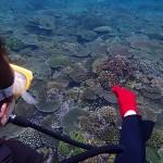 少しだけ穏やかな海に　　　　ダイブナッツブログ