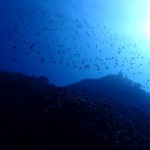 普段行かないポイントにあえて行く！　　　　ダイブナッツブログ