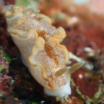 水納島と瀬底島でまったりダイビング☆　　　ダイブナッツブログ